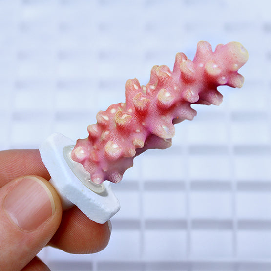 CORAL PLUG - SEACHEM