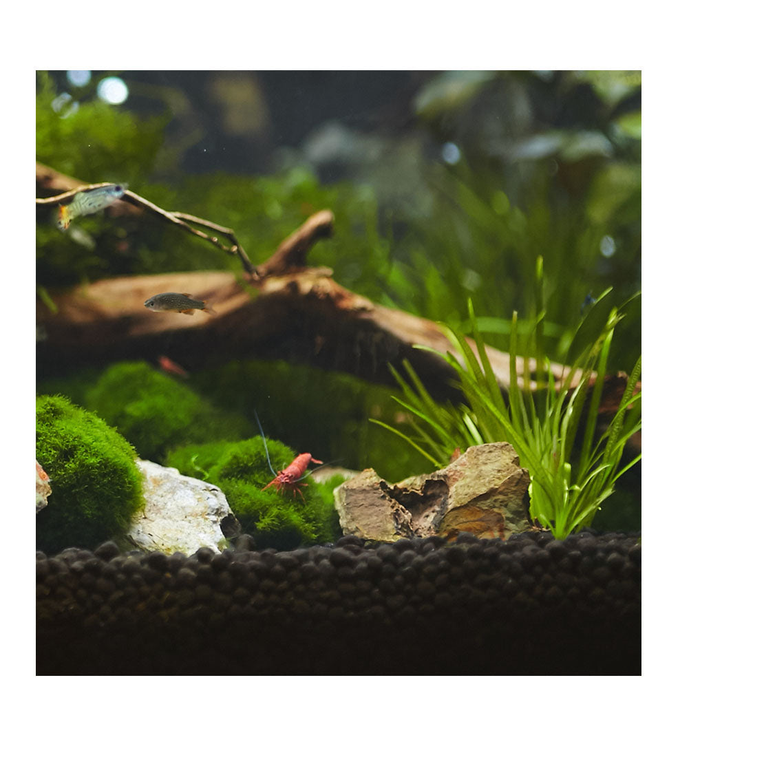 SUBSTRATO AQUASOLUM 2KG - AQUAVITRO